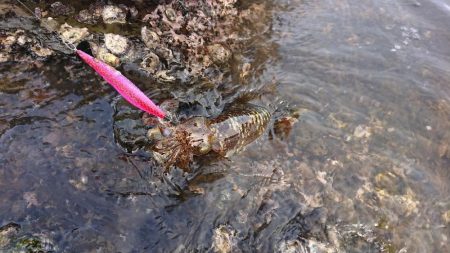 遂に対馬が選択できる！！