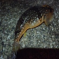 寒い、渋い夜釣り