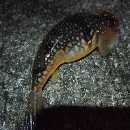 寒い、渋い夜釣り