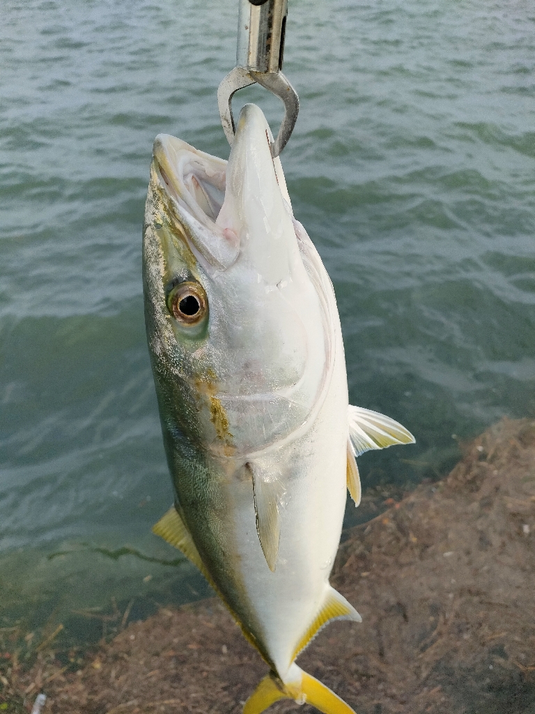 今シーズン青物8,9匹目は3週間ぶり