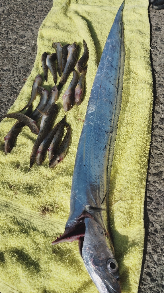 タチウオ以外も狙ってこ