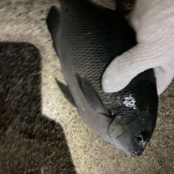 初尺アジは気持ち悪い