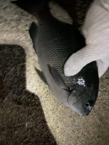 初尺アジは気持ち悪い