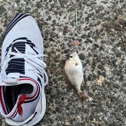 カレイはどこ、サビキしか勝たん