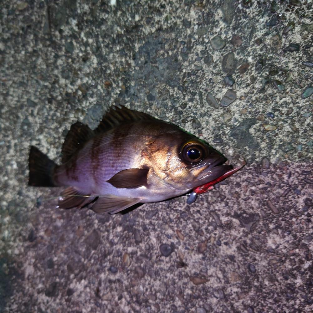 アジング　ウキ釣り