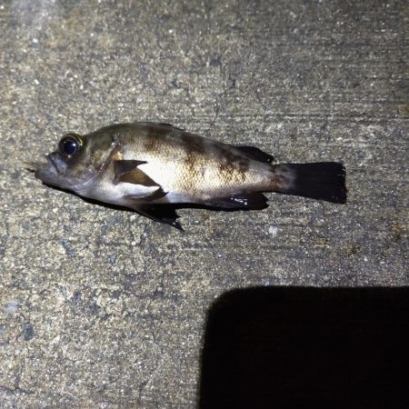 エビ撒き、夜釣り