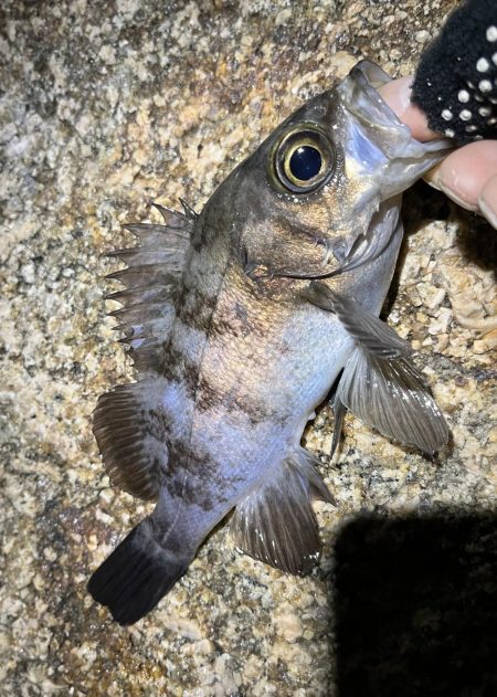 釣り納めメバリング