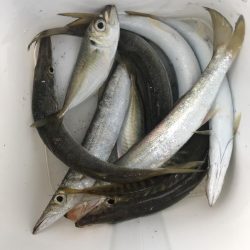 ライトワインドでアジ&カマスGET