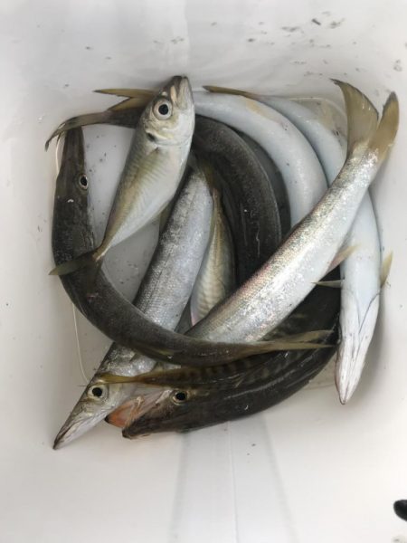 ライトワインドでアジ&カマスGET