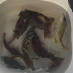 ブラクリ&胴付き二本針でカワハギGET