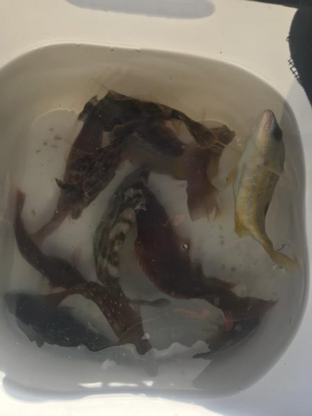 ブラクリ&胴付き二本針でカワハギGET