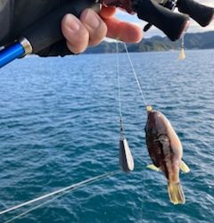 神谷荘さんでカゴ釣り