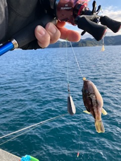 神谷荘さんでカゴ釣り