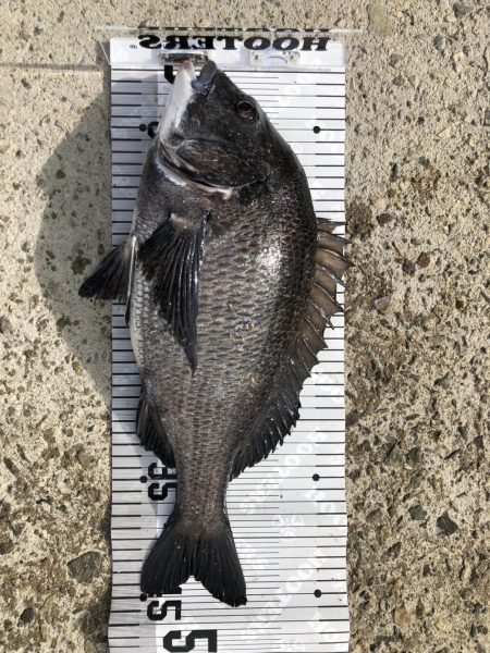 イチノ兄弟(兄)釣果!