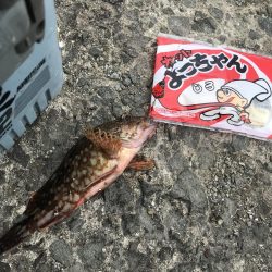 ブラクリ&胴付き仕掛けでカワハギ　好調