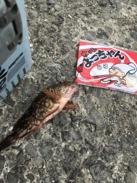 ブラクリ&胴付き仕掛けでカワハギ　好調