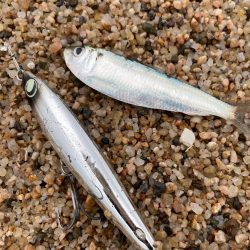 釣り納めシーバスボイル