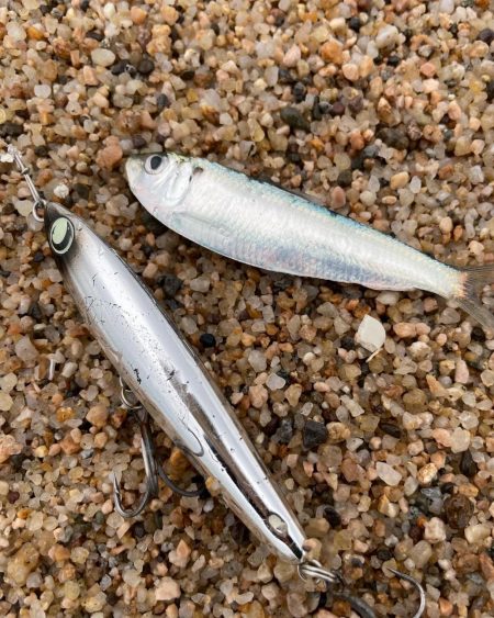 釣り納めシーバスボイル