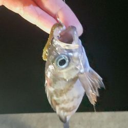 中アジと仲間たち