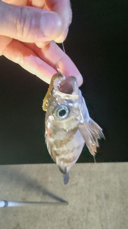 中アジと仲間たち