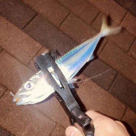 すっかりアジンガー