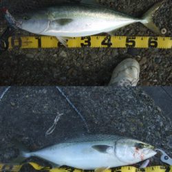 シーズン終盤の青物祭