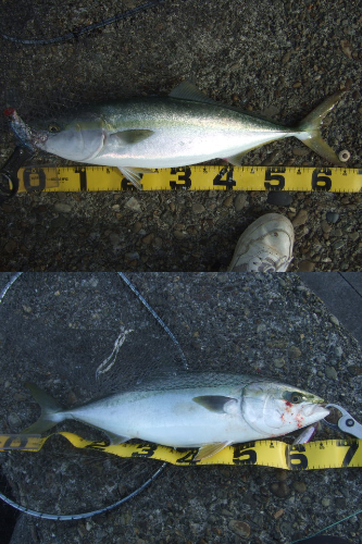 シーズン終盤の青物祭