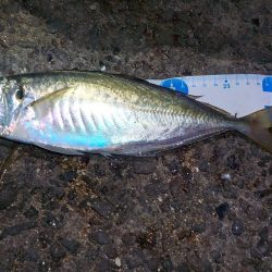 今年のラストは？