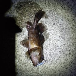 メバルとガシラ