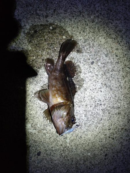 メバルとガシラ