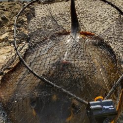 久しぶりの紀ノ川飲ませ