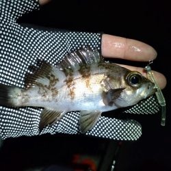 初めてのエリア