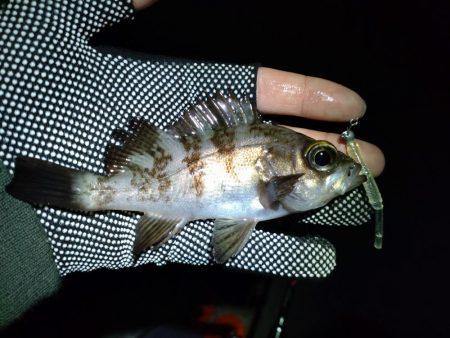 初めてのエリア