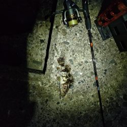 まさかのシーバス