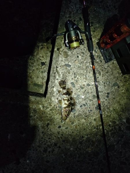 まさかのシーバス