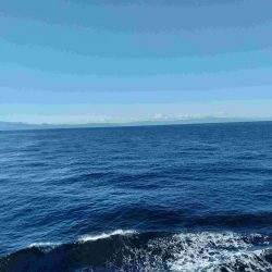 2022年納竿釣行伊豆大島