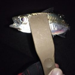 ガシリングからの～アジング