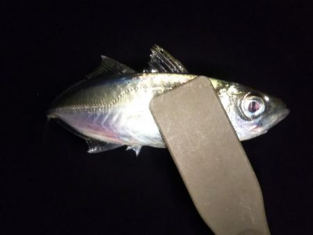 メバリング本格化