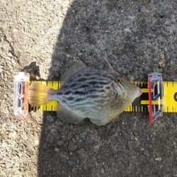 まだまだ青物！カワハギも！