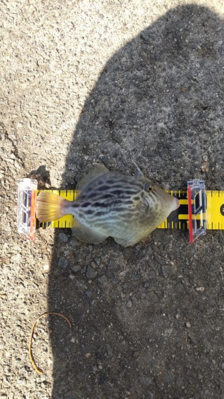 まだまだ青物！カワハギも！