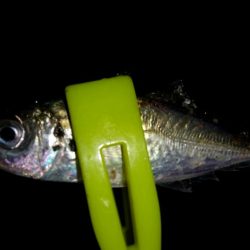 朝マヅメ和歌山遠征失敗!癒されにいつもの近場ポイントへ