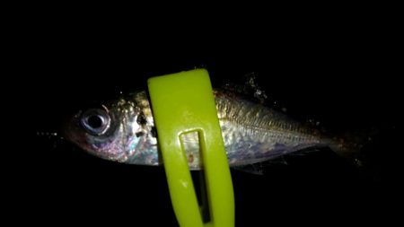 朝マヅメ和歌山遠征失敗!癒されにいつもの近場ポイントへ