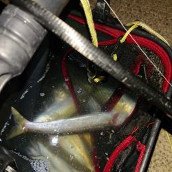 今年はアジ当たり年!?