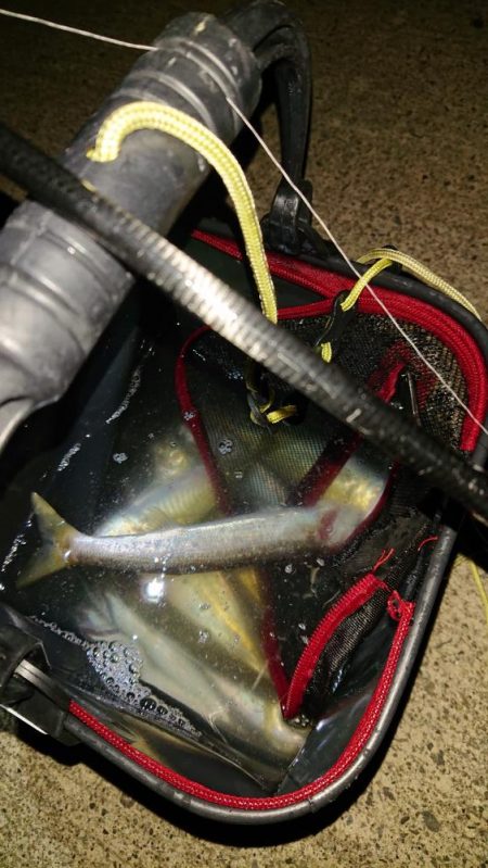 今年はアジ当たり年!?