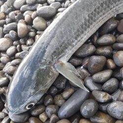 ついにきた!ヘダイとボラを釣る