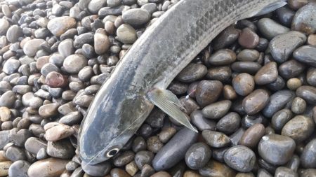 ついにきた!ヘダイとボラを釣る