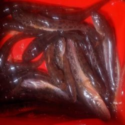 旧中川　落ちハゼ　夜釣り