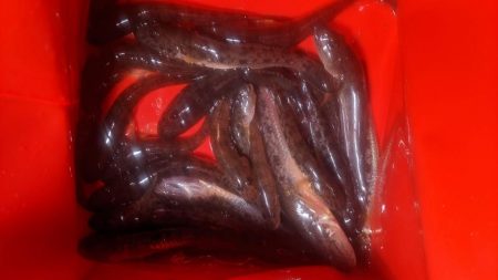 旧中川　落ちハゼ　夜釣り