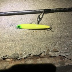 今年もチャンスはあと僅か。。