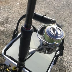 ライトワインドでカマス祭り